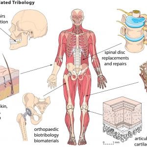 Image result for Biotribology