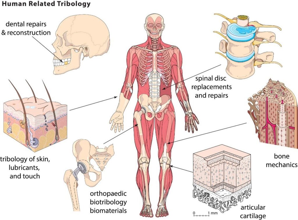 Image result for Biotribology