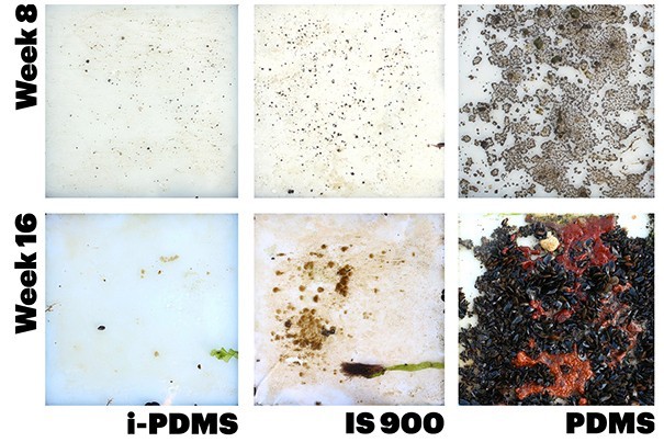 marine-fouling-over-time