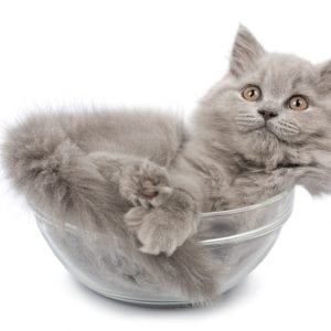 cat1