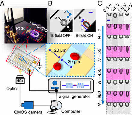 Fatigue testing of cells