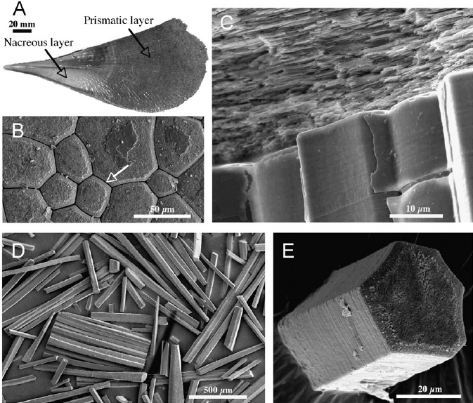 Image result for structure of pinna nobilisshell