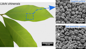 Bio Inspired Surface Replication