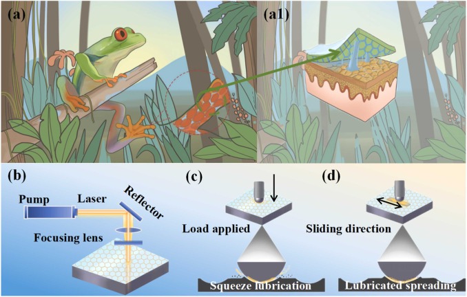 Self-lubrication and anti-wear of bio-inspired surface with on-demand oil-release capabilities - ScienceDirect